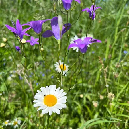 Ilmjaerve Glamping *