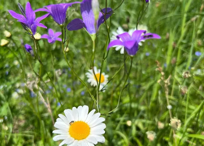 Ilmjaerve Glamping *